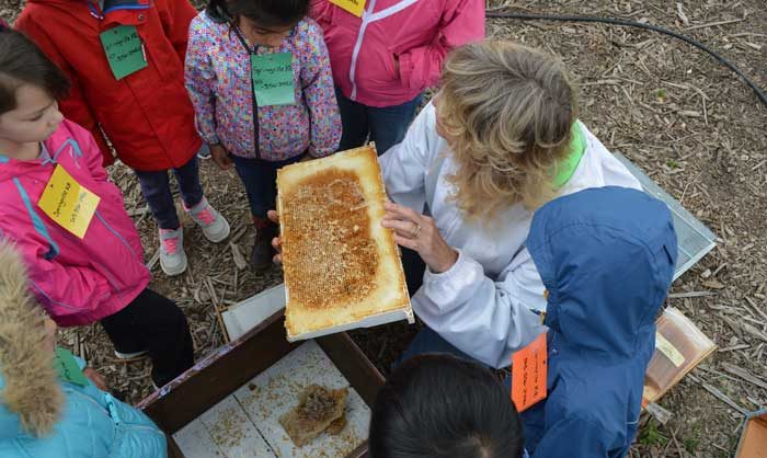 Bees in the apiary