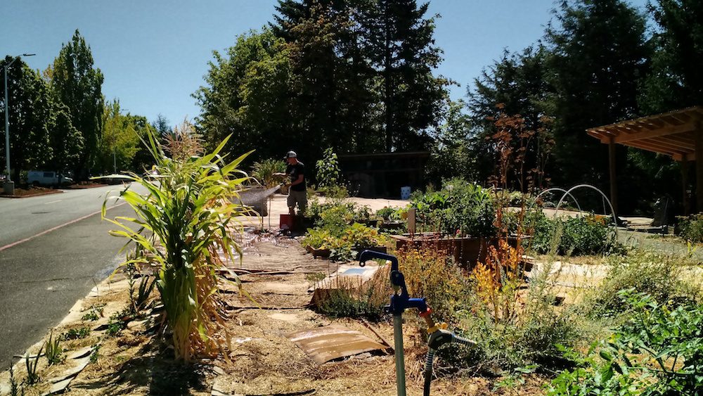 Watering plants in garden