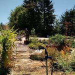 Watering plants in garden