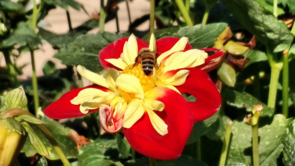 Bee on flower