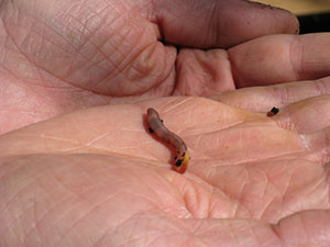 little worm in a hand