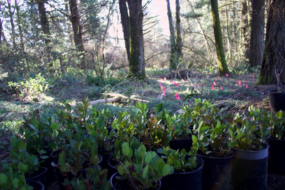 more native plants ready to find a new home