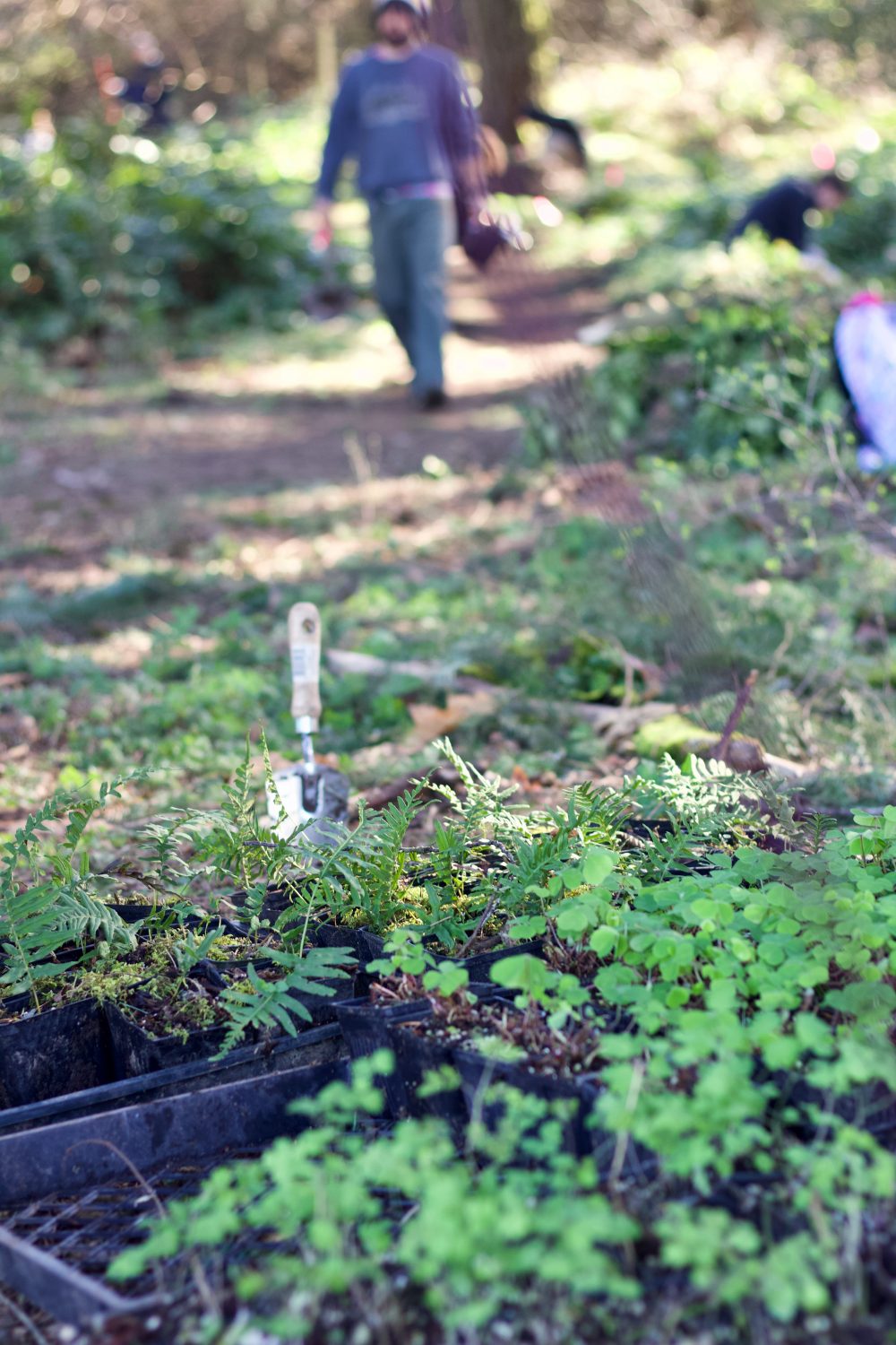 These native plants are just waiting to get into the ground!