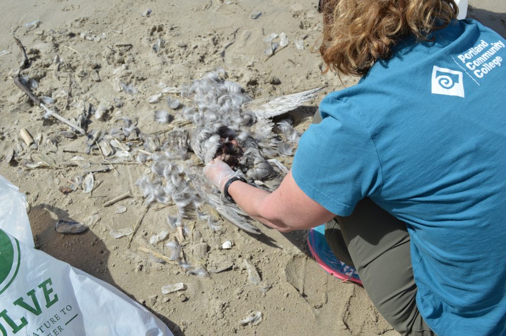 PCC Beach Clean Up 4.21.18