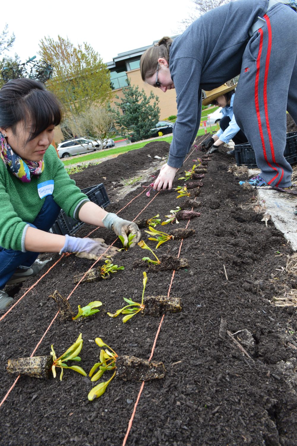 PCC Learning Garden Earth Week Work Party 4.20.18