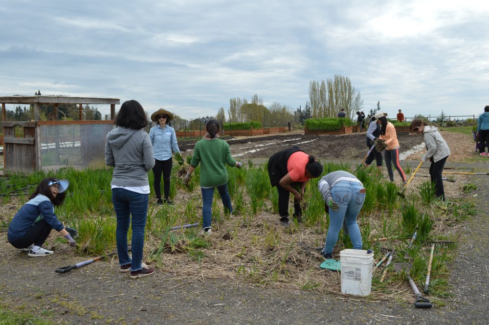 PCC Learning Garden Earth Week Work Party 4.20.18