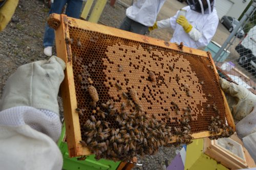 Bees on an apiarty shelf