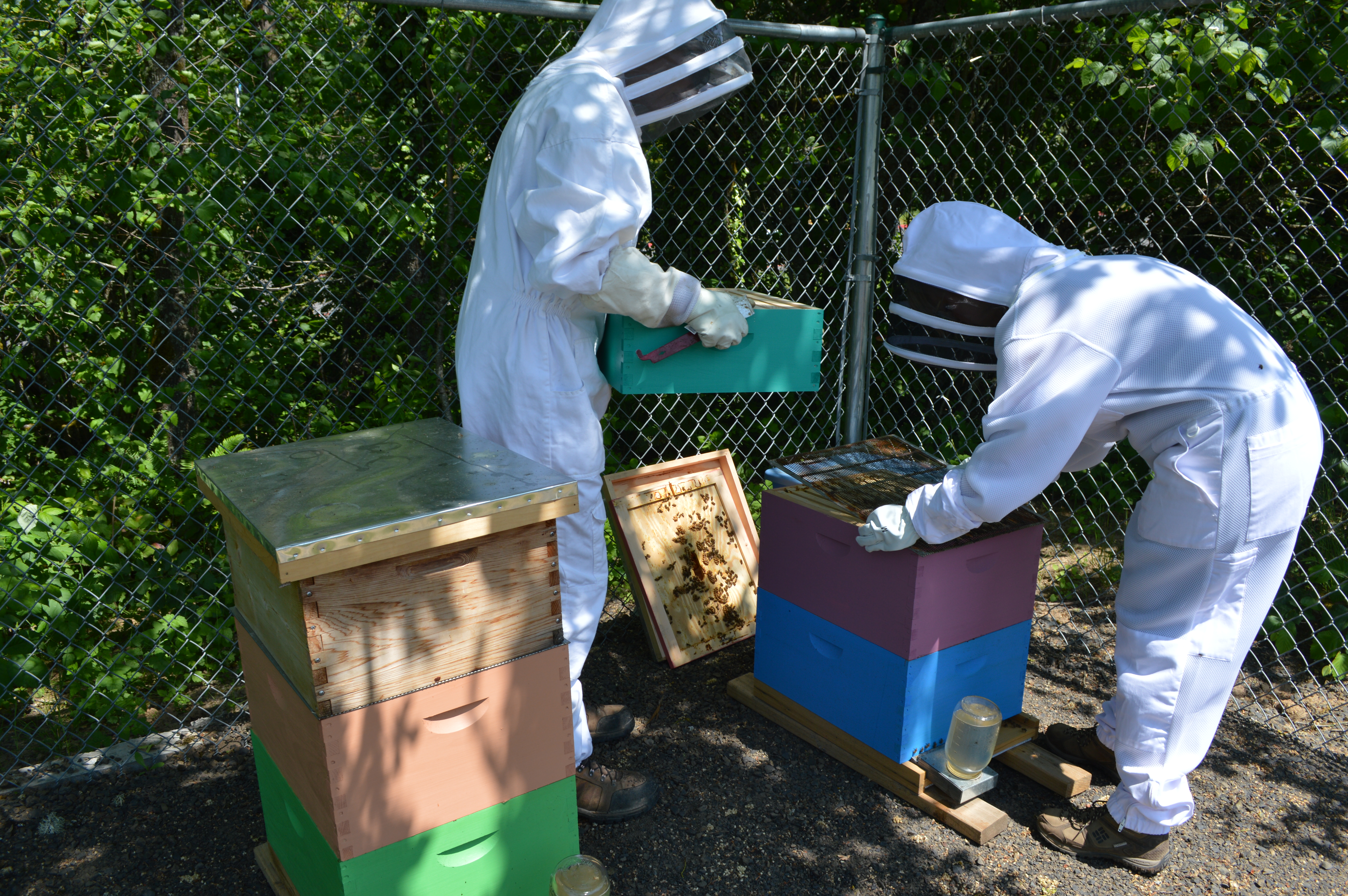 Anne and Briar inspect Sylvania beehives.