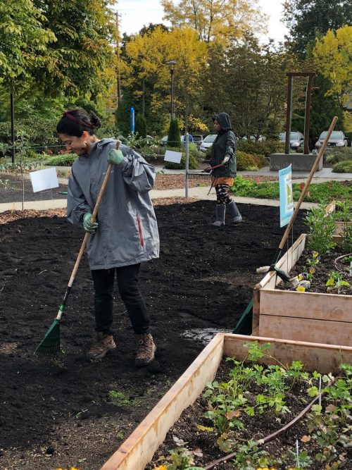 Two volunteers working in the urban garden