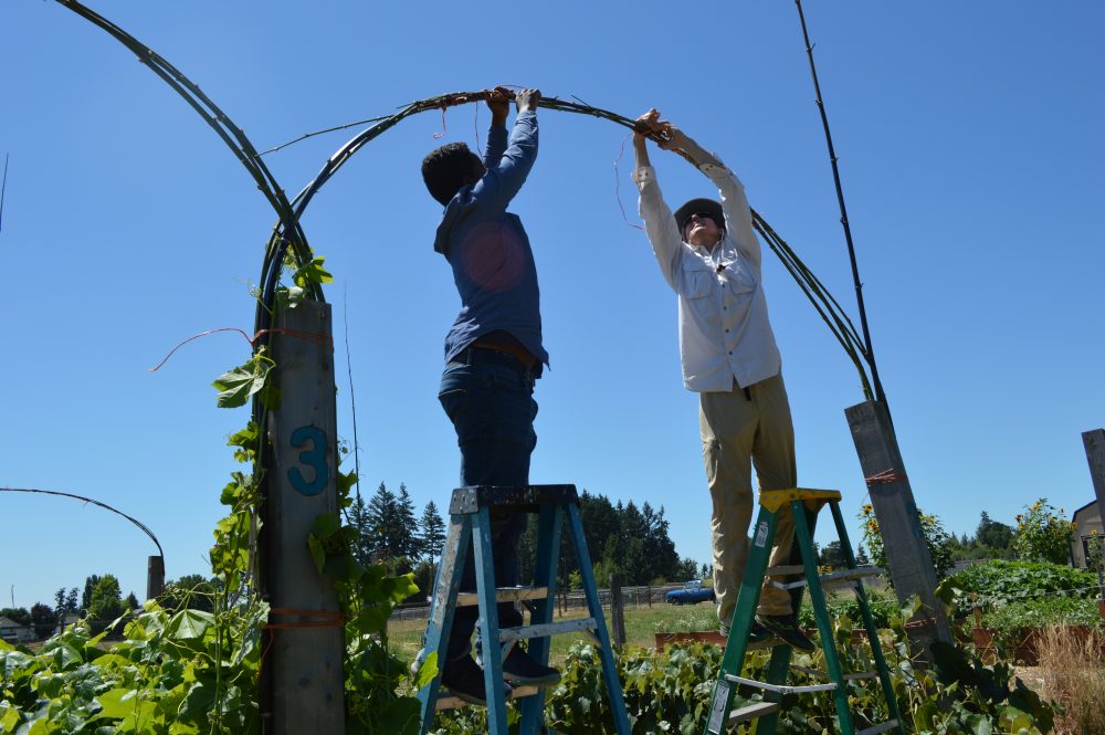 Students creating a grape arbor using bamboo harvested on campus