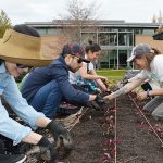 Students transplanting lettuce with the Learning Garden Coordinator