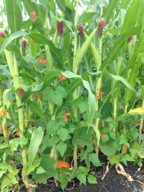 A stand of fava beans and phacelia planted as Cover Crops