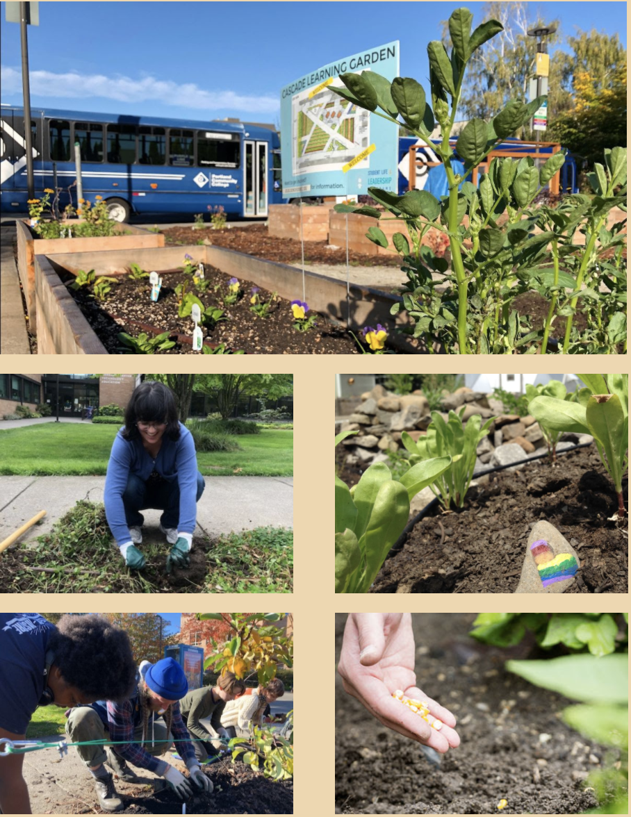 Gallery of photos of the learning garden