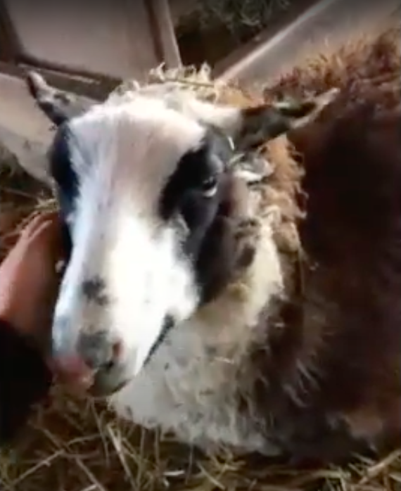 Sheep at PCC's Rock Creek Farm