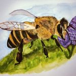 1. Ash Burch, "Apis mellifera (Honey Bee)," 2022, Watercolor on cold press paper