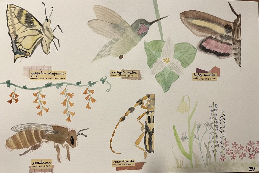 12. Natalie Foote. “NW Pollinator Scientific Journal,” 2022, Watercolor on paper