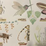 12. Natalie Foote. “NW Pollinator Scientific Journal,” 2022, Watercolor on paper