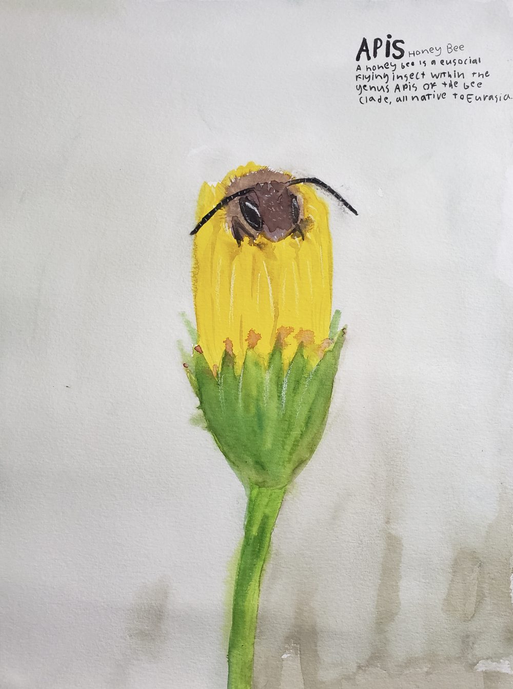 15. Theo G. Fisher, “Honey Bee in Flower,” 2022, Watercolor and charcoal white on paper