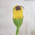 15. Theo G. Fisher, “Honey Bee in Flower,” 2022, Watercolor and charcoal white on paper