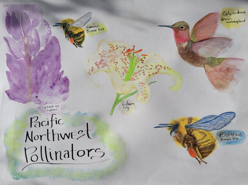 16. Tracy Nguyen, “Pacific Northwest Pollinators,” 2022, Watercolor on paper
