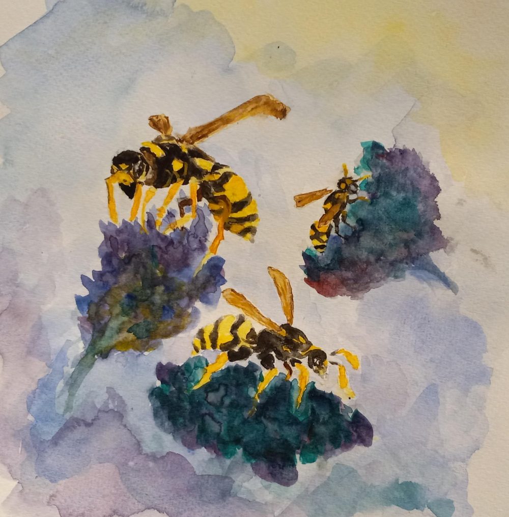 18. William Saidy, “European Paper Wasp (Polistes dominula),” 2022, Watercolor on paper
