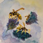 18. William Saidy, “European Paper Wasp (Polistes dominula),” 2022, Watercolor on paper