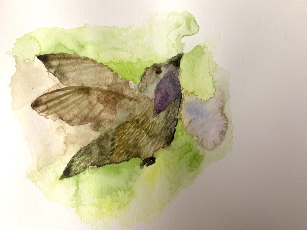 19. Jennifer Jasso, “Costa’s Hummingbird,” 2022, Watercolor on paper