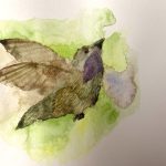19. Jennifer Jasso, “Costa’s Hummingbird,” 2022, Watercolor on paper
