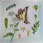 23. Madeline Finney, “The Development of Yarrow and the Western Tiger Swallowtail”, 2022 Watercolor on paper