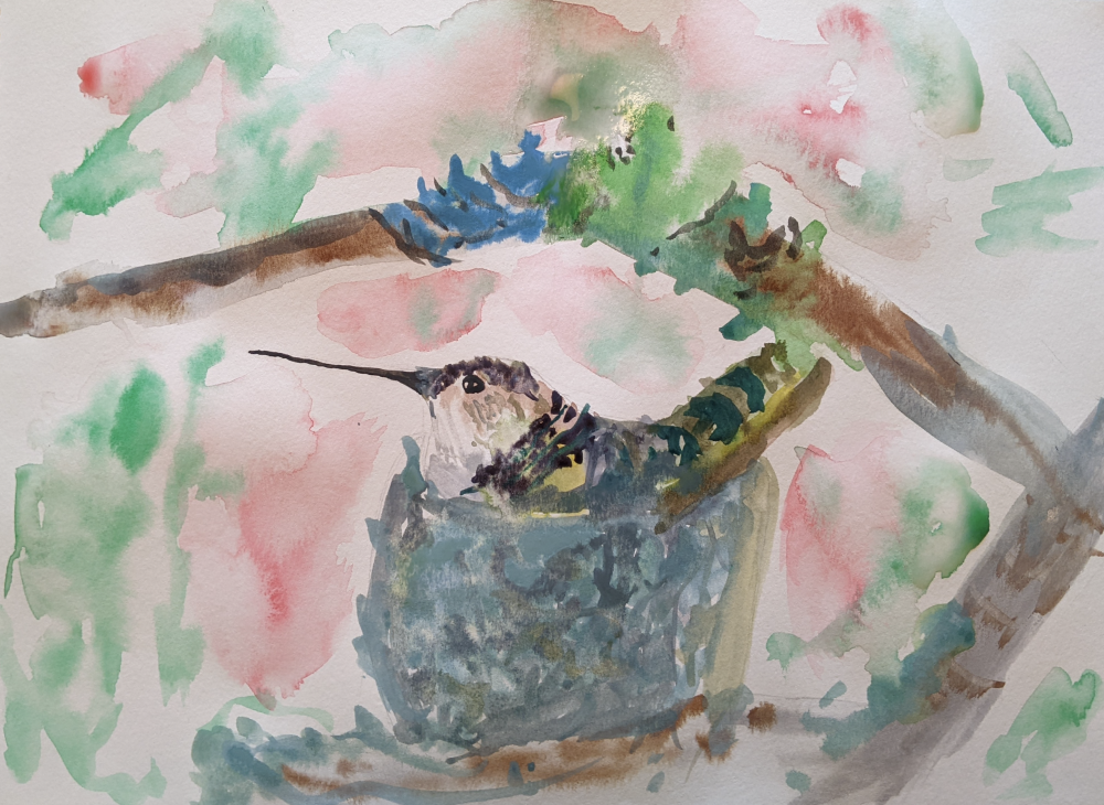 6. Kaif Mubeen, “Black-Chinned Hummingbird," 2022, Watercolor on paper