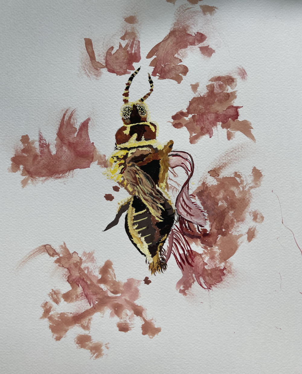 8. Liz Farell, “Thrips Setosus, Japanese Flower Thrips," 2022, Watercolor on paper