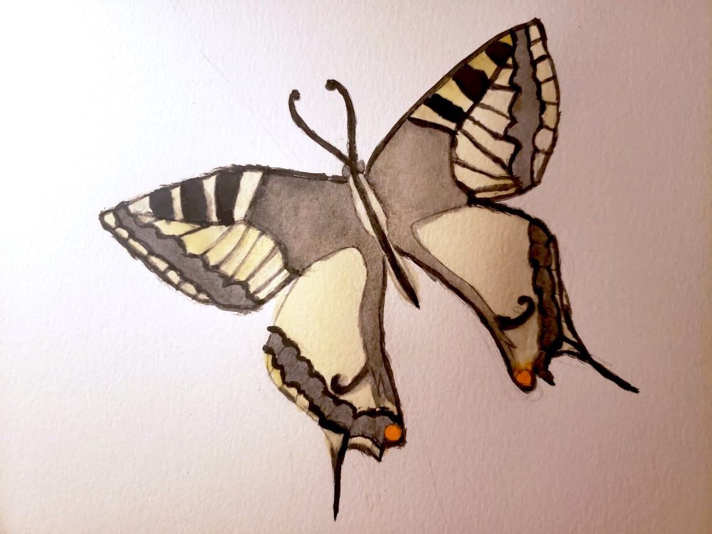 9. Lacy Cha, “Oregon Swallowtail," 2022, Watercolor on paper