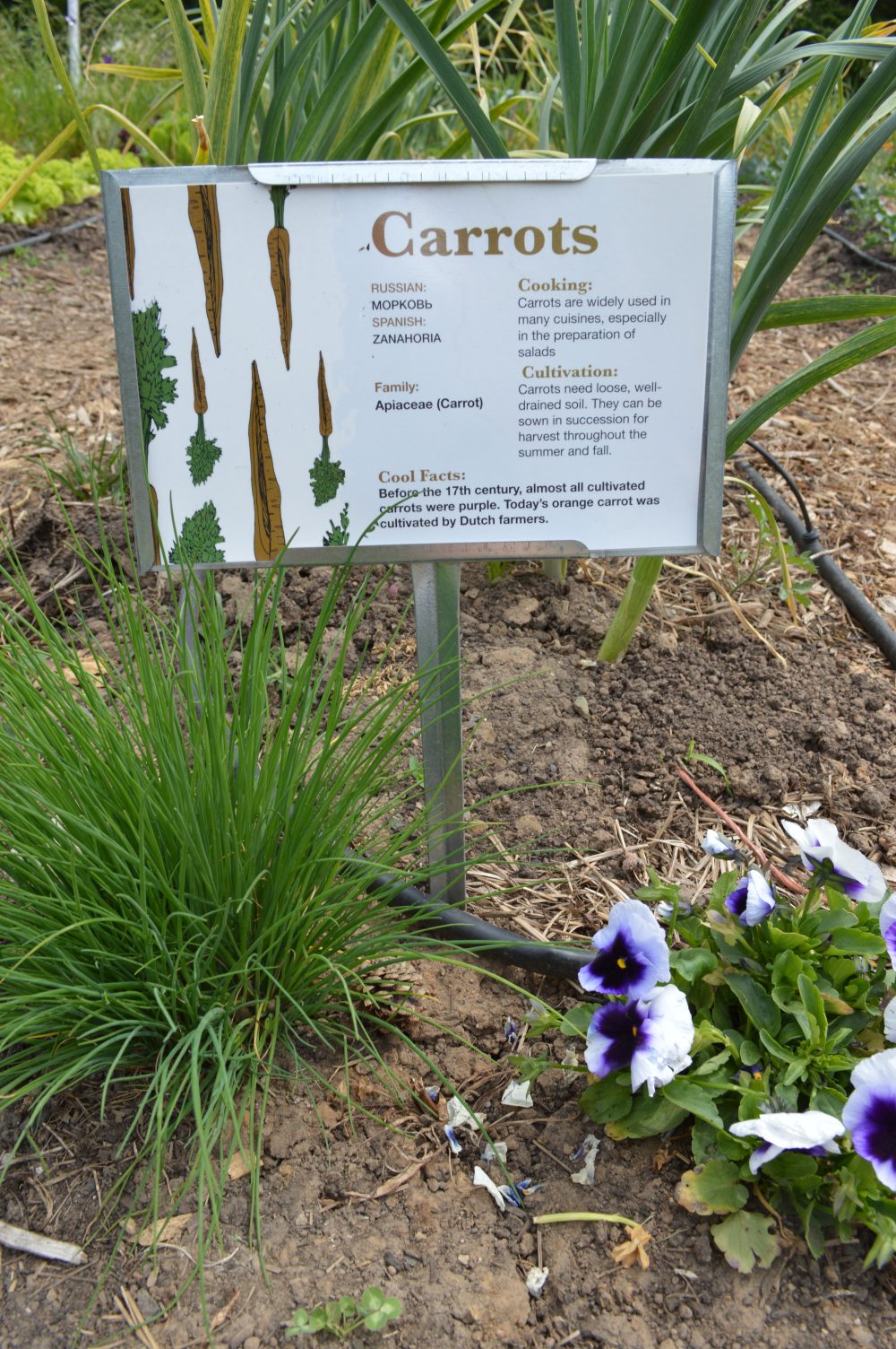 Carrot sign at Sylvania Learning Garden