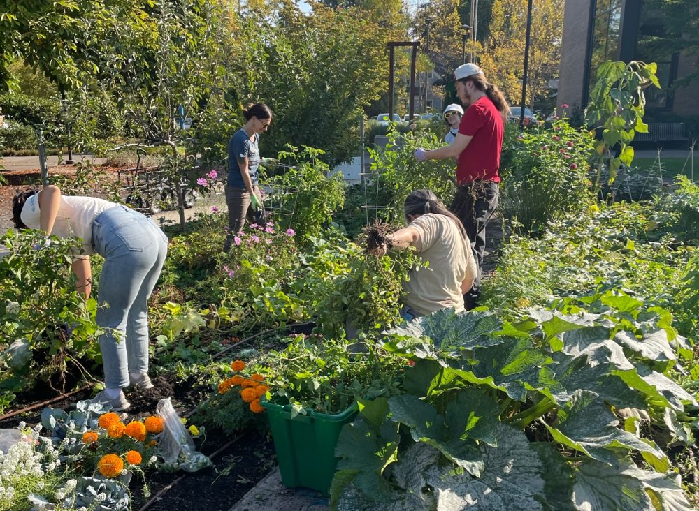 Four people working in the garden