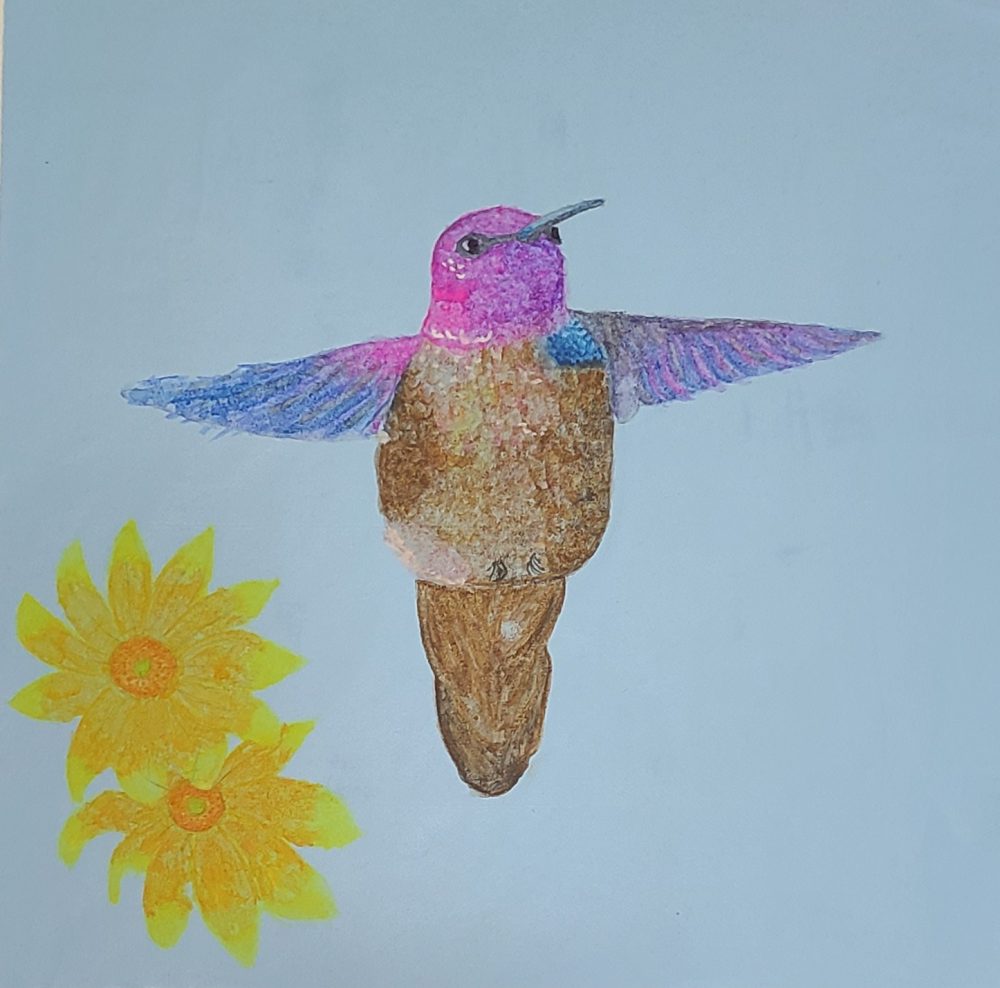 Anna's Hummingbird and Oregon Sunshine.