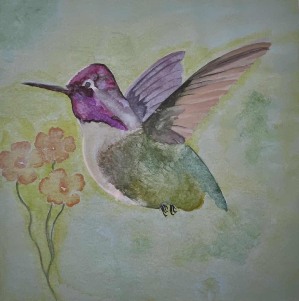Anna’s Hummingbird and Cosmos