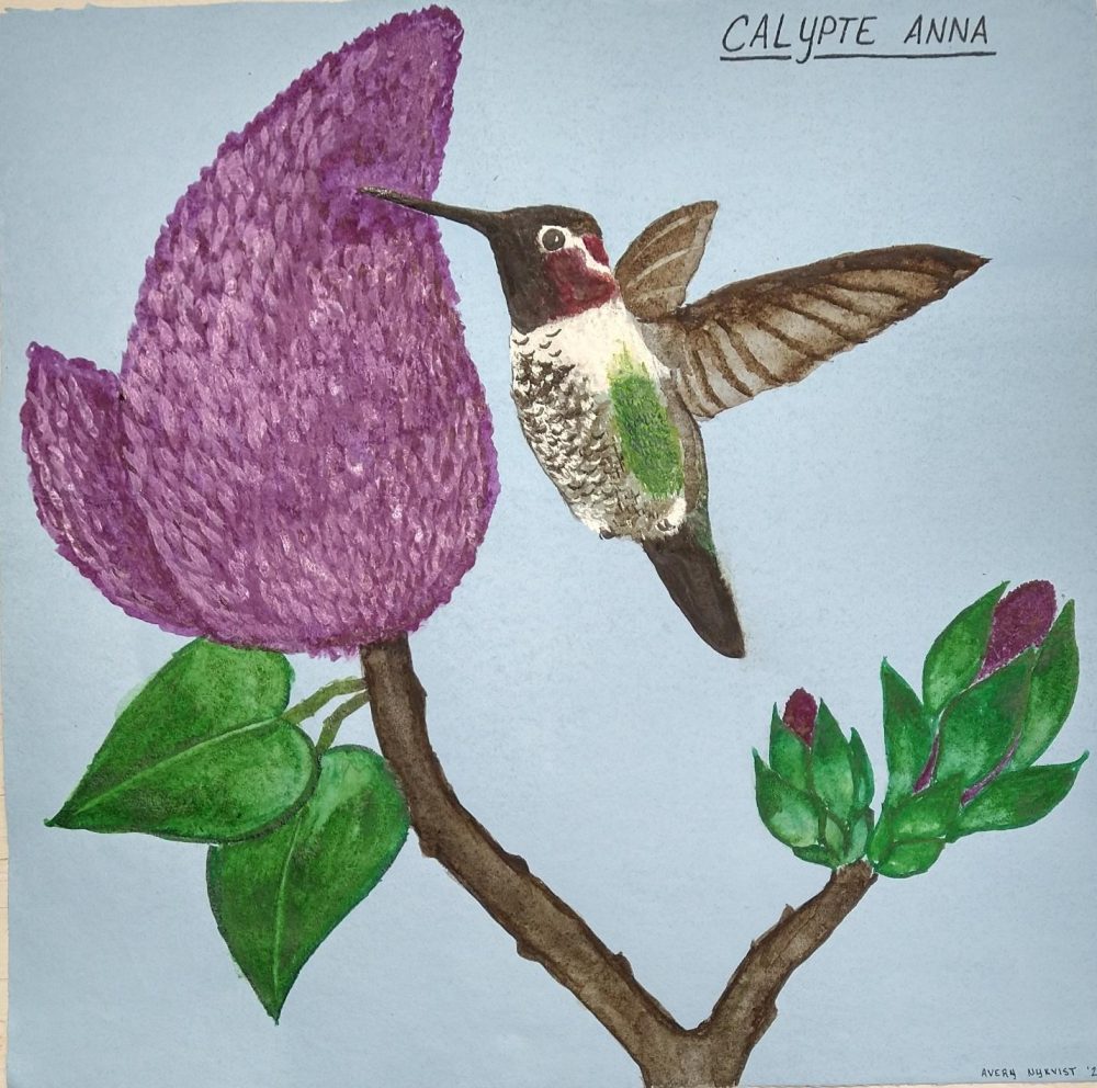 A watercolor image of a hummingbird drinking from a lilac.