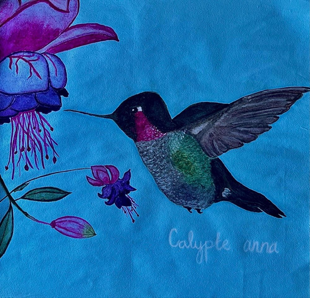 A watercolor image of a Calypte-anna.