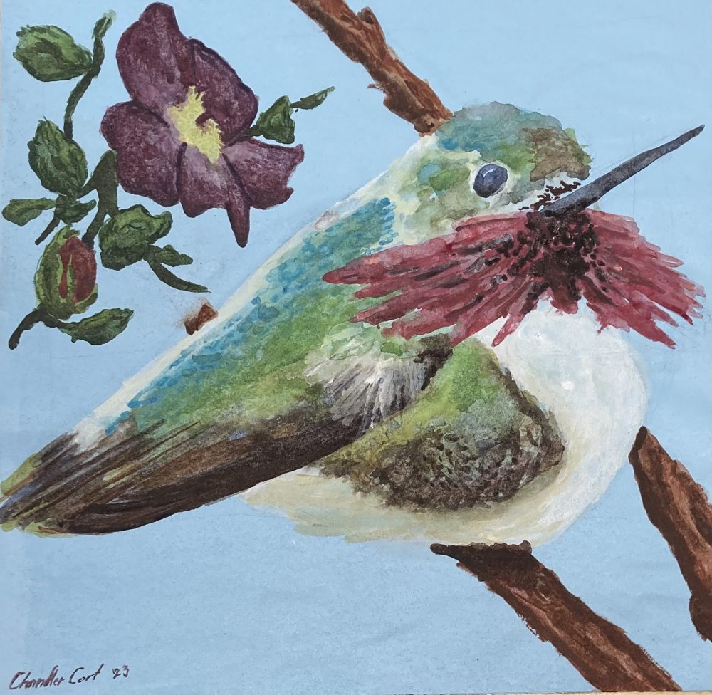 A water color image of a Calliope Hummingbird and Wild Rose.