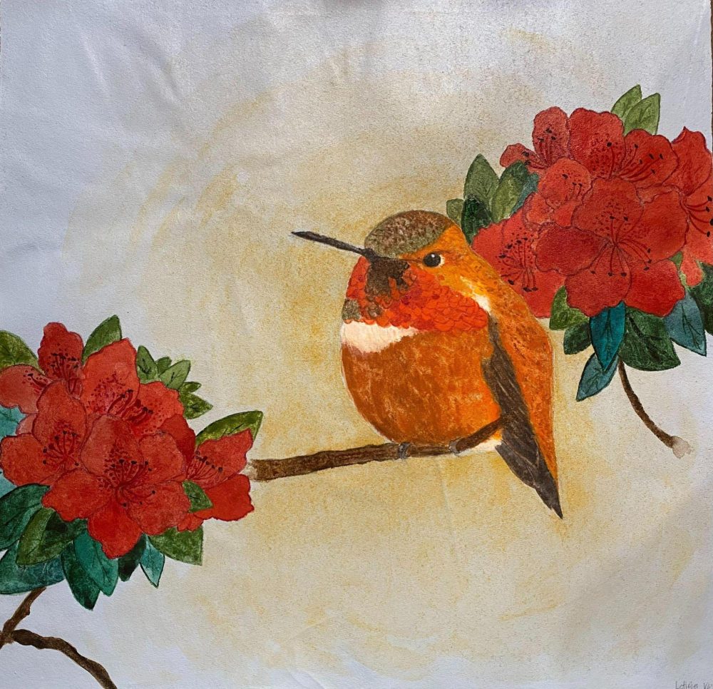 Watercolor image of Allen's Humminbird