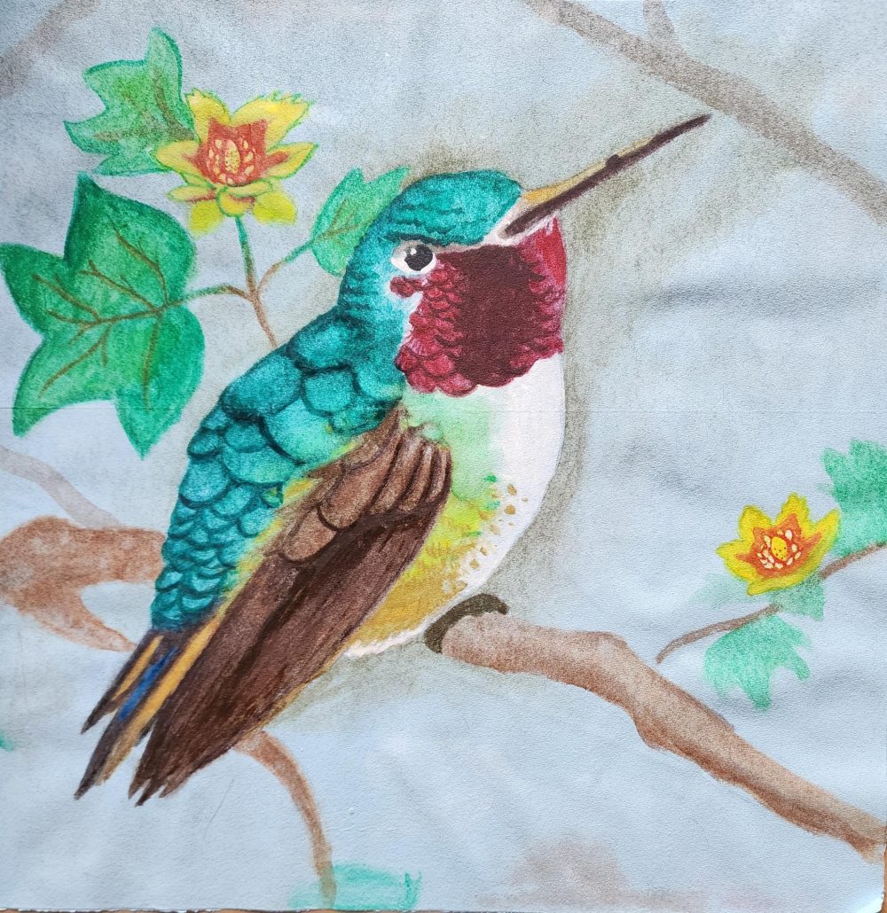A watercolor image of a Broad Tailed Hummingbird