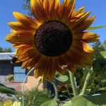 Sunflowers Fall term 2023