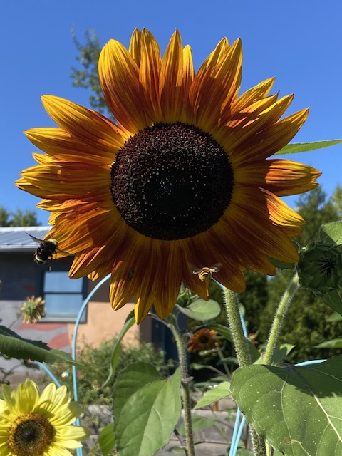 Sunflowers Fall term 2023