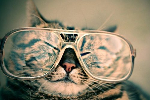 Cat wearing glasses