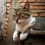 Small, square picture of a cat