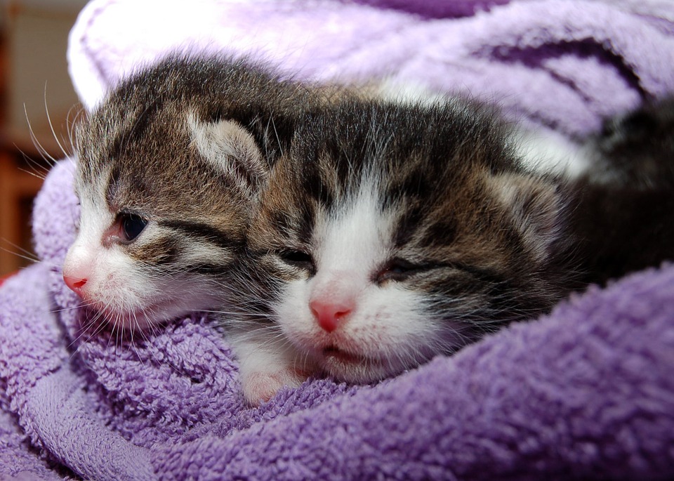 Two kittens in a blanket