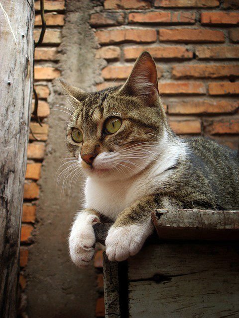 Image of a cat that is taller than it is wide (but it's the same cat as in the desktop and tablet image)