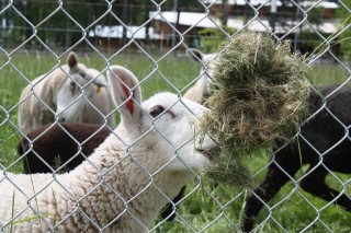 Sheep from the school’s farm will help keep weeds away from the panels by grazing around, and under, the array. 
