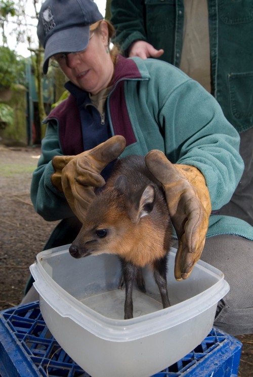 A newborn red duiker is weighed by keeper Mary Jo Andersen at the Oregon Zoo.