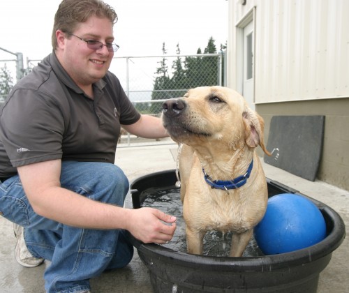 Karma the Dog gets a bath from student Chris Green at PCC's Veterinary Technology Program's kennel, based at the Rock Creek Campus.